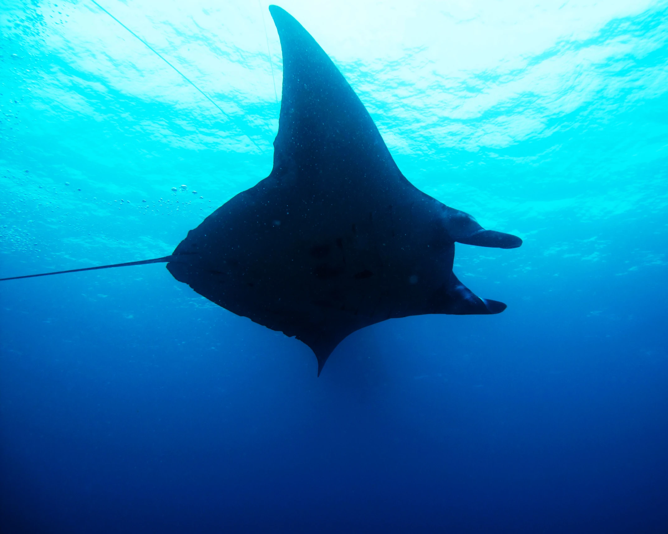 a very large ocean animal swimming through the water