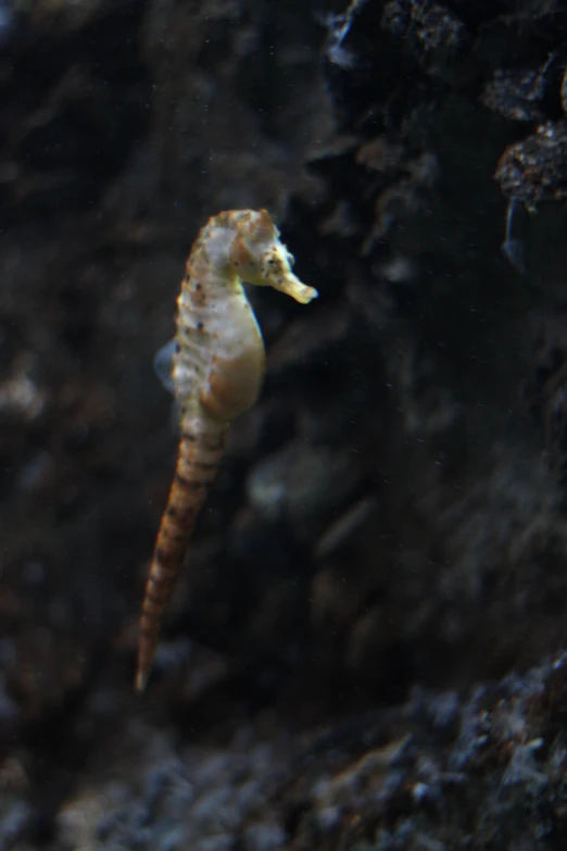 a large sea horse standing in the water