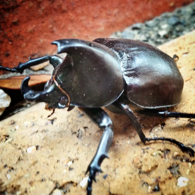 a metallic beetle is sitting on a wooden surface