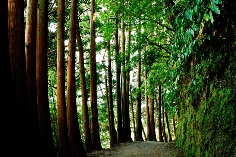 a paved path through a dense, wooded forest