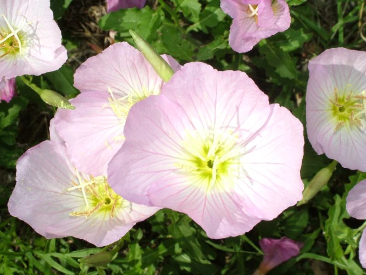 a lot of pink flowers that are next to each other