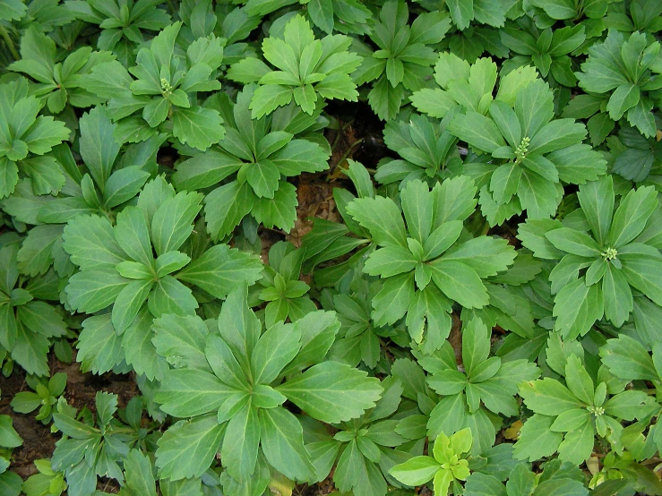 the leaves of this plant are green and the green is green