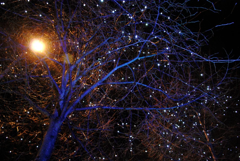 a tree is illuminated with blue lights in the dark