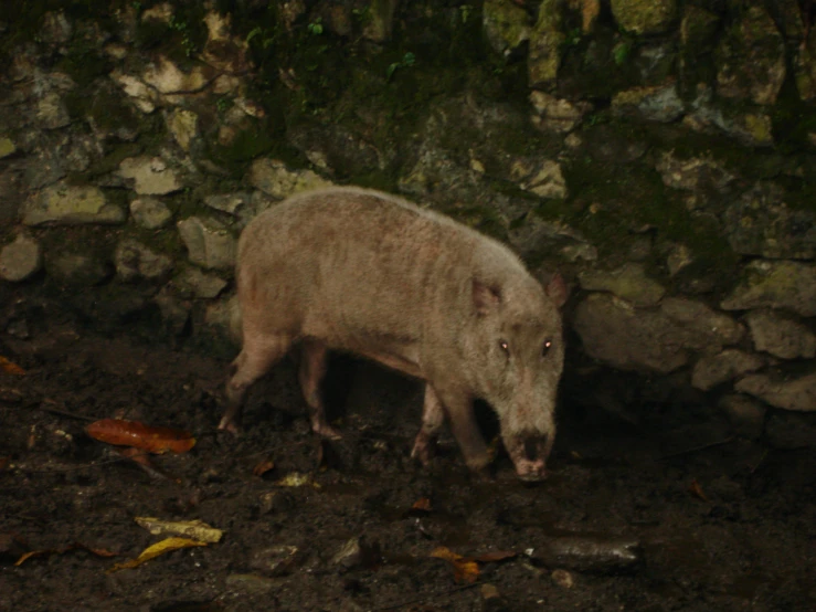 a close up of a small animal on a dirt ground