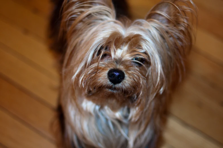 a small dog standing on a wooden floor