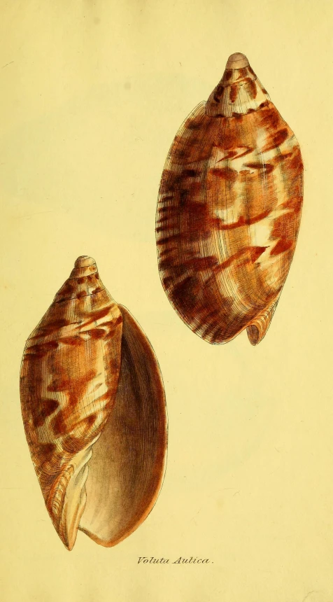 an illustration shows a sea shell and an open shell