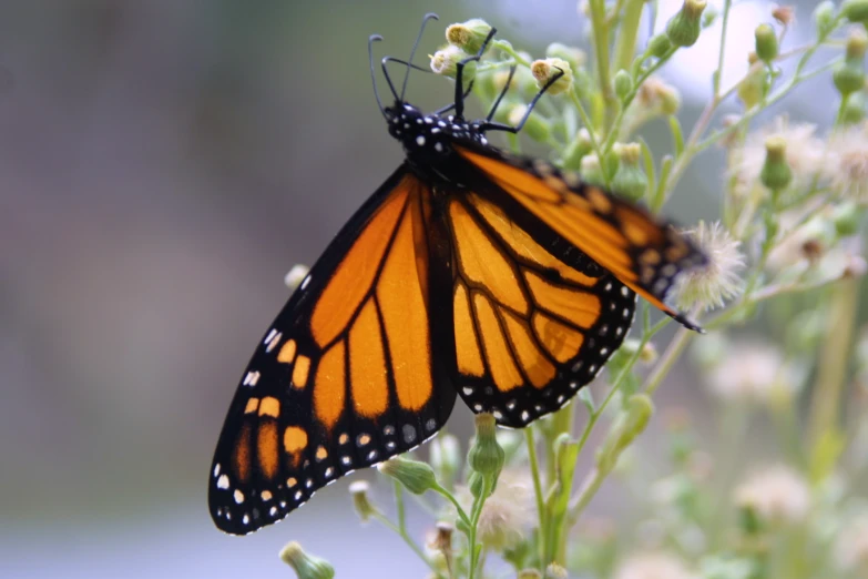 a monarch erfly resting on a plant and looking in the camera