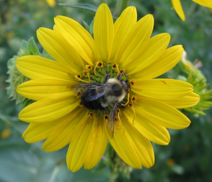 a bee sitting on a large yellow flower