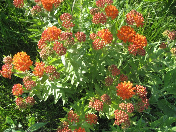 several orange and red flowers near green grass