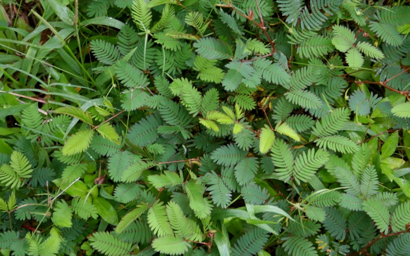 many green leaves and grass are covering the ground