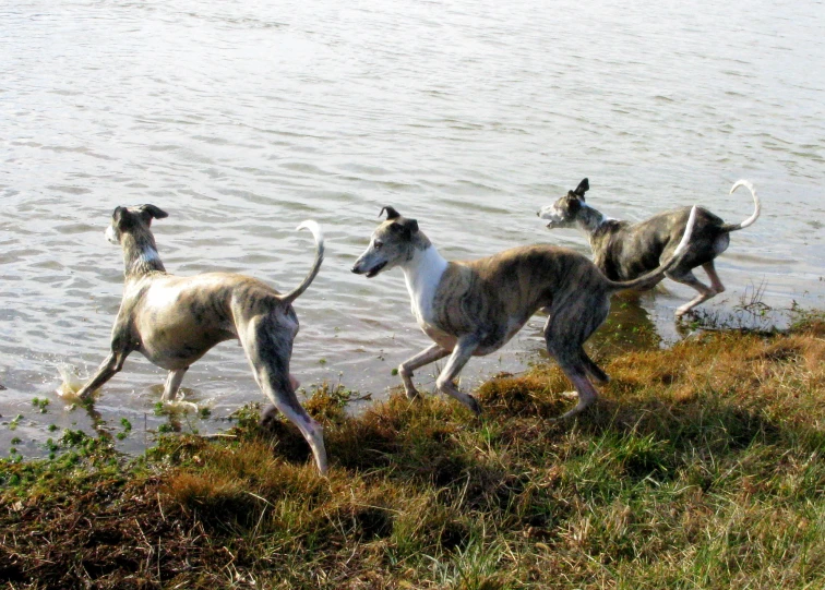 three dogs walking on the grass along a body of water
