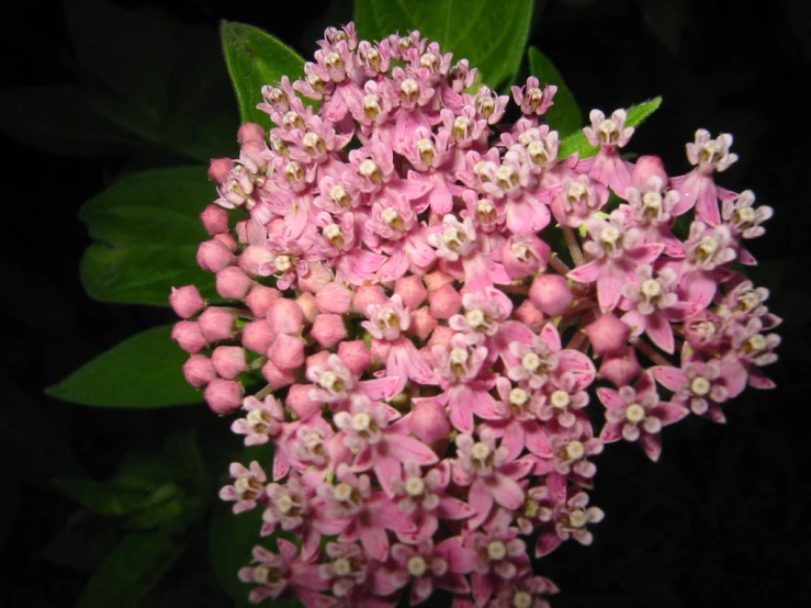 an image of a beautiful bouquet of flowers