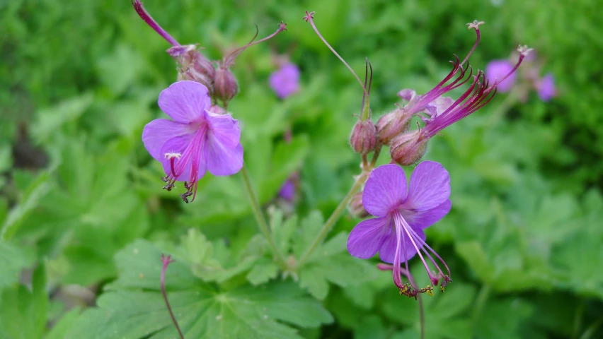 this is an image of purple flowers and green leaves