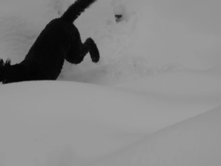 the black dog is rolling in the white snow