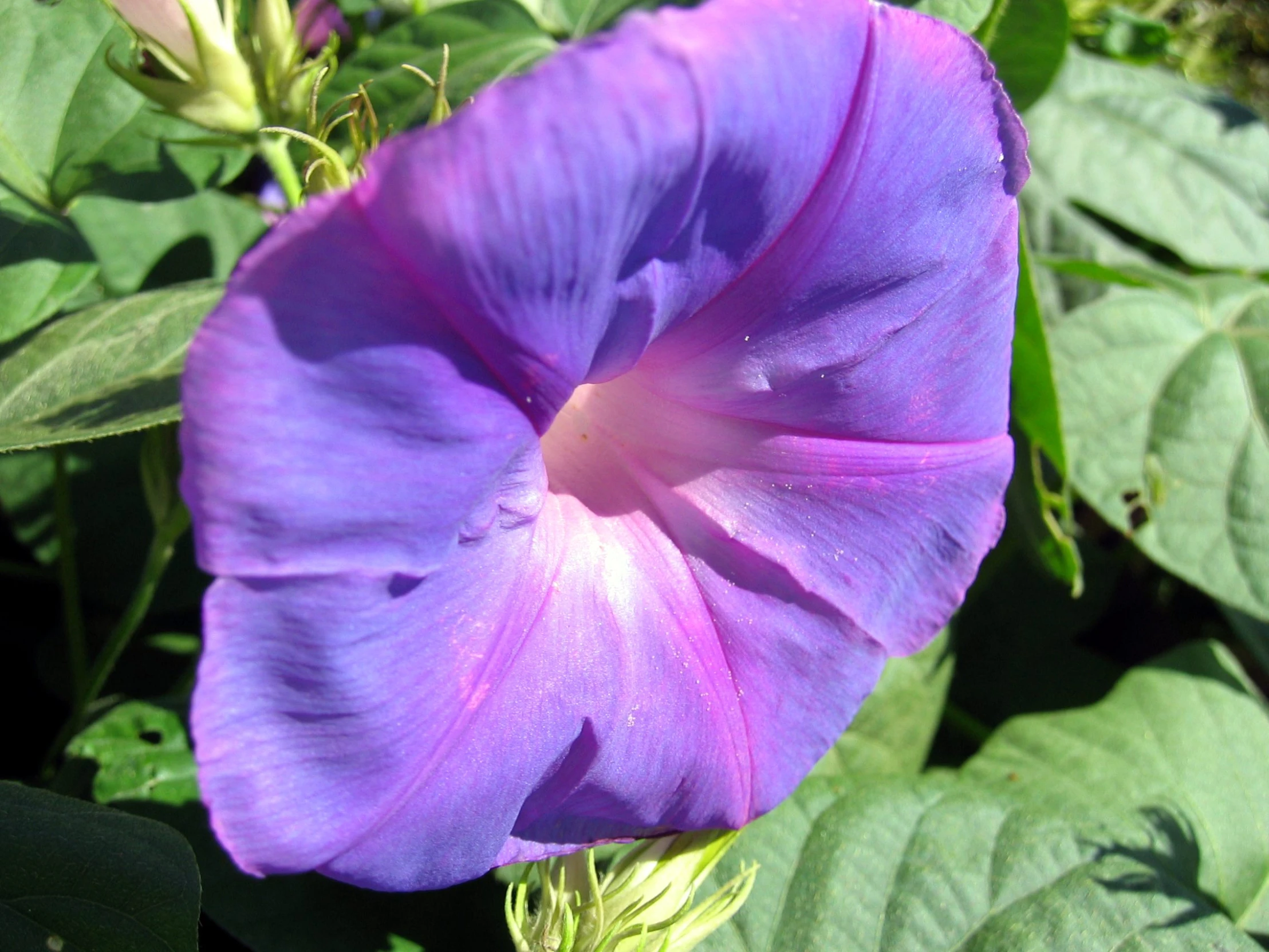 purple flower with green leaves around it