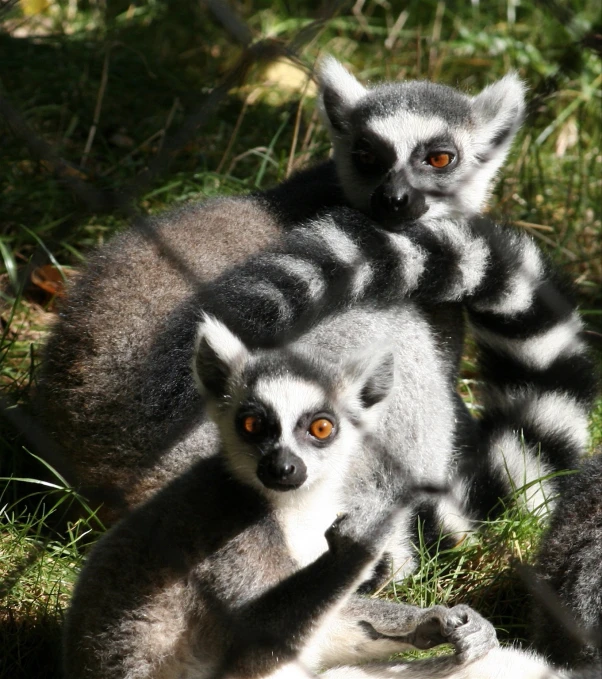 two small gray and white animals sitting next to each other