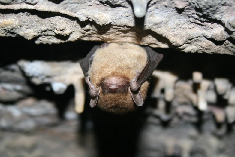 a brown bat is hanging upside down at the rock