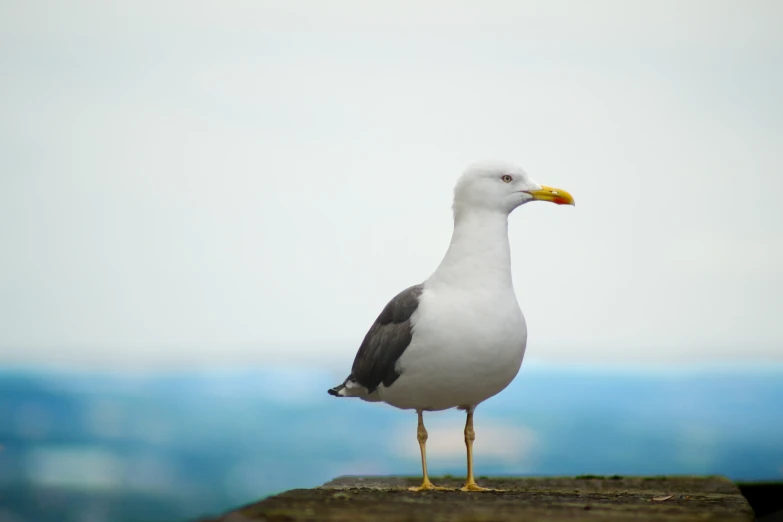 a bird on top of a wooden platform next to the ocean