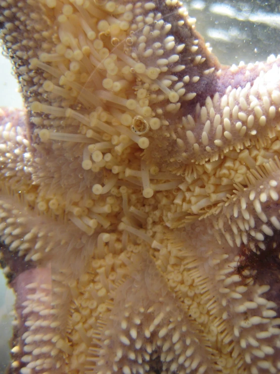 an orange sea anemone with white shells