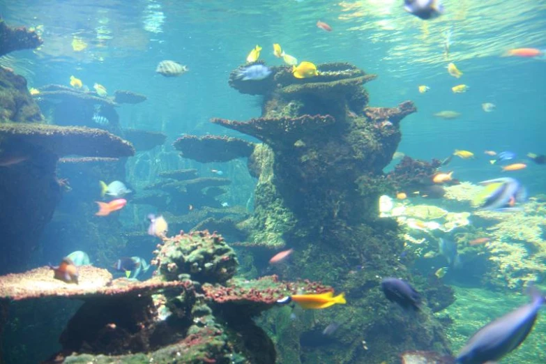 a large aquarium with lots of different types of fish