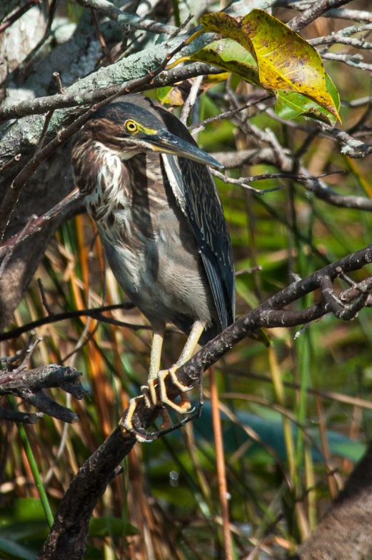 a bird with an open beak sits on a tree nch