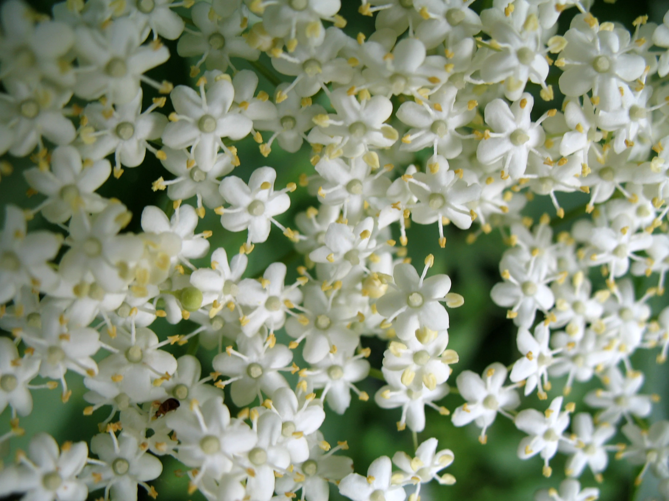 a group of white flowers are hanging together