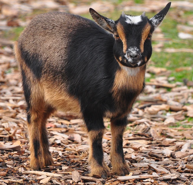 a young brown goat is standing in a gravel path