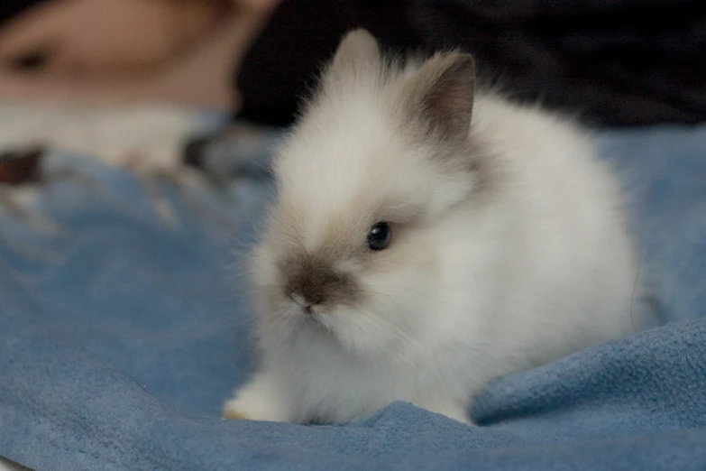 a small white and gray bunny on a blanket