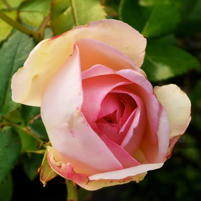 pink and white rose budding in the sun