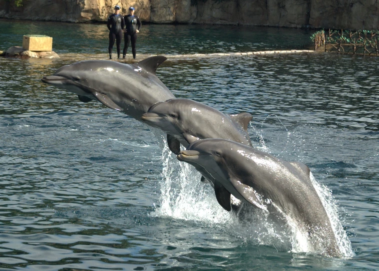 a couple of dolphins jumping into the water