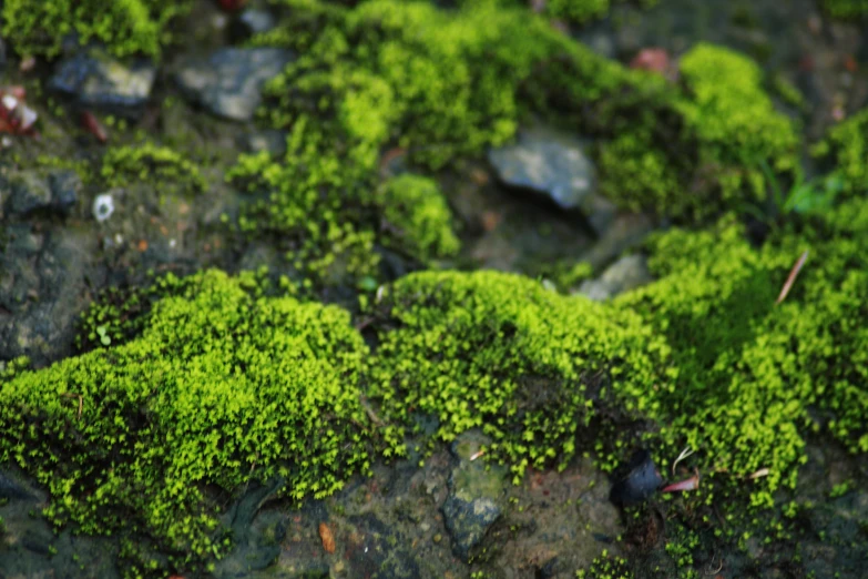 moss growing on rocks in a park