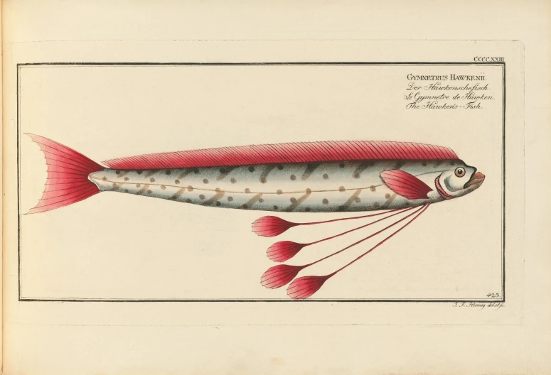 an illustration of a fish with long legs