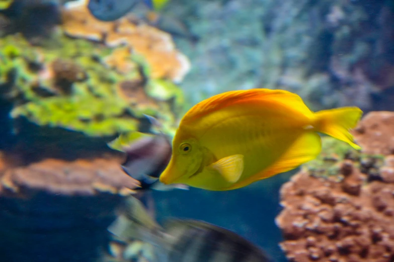 yellow fish swimming on top of a rock in an aquarium