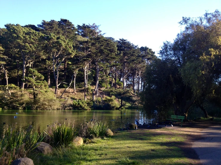 a river in a forest, surrounded by rocks and plants