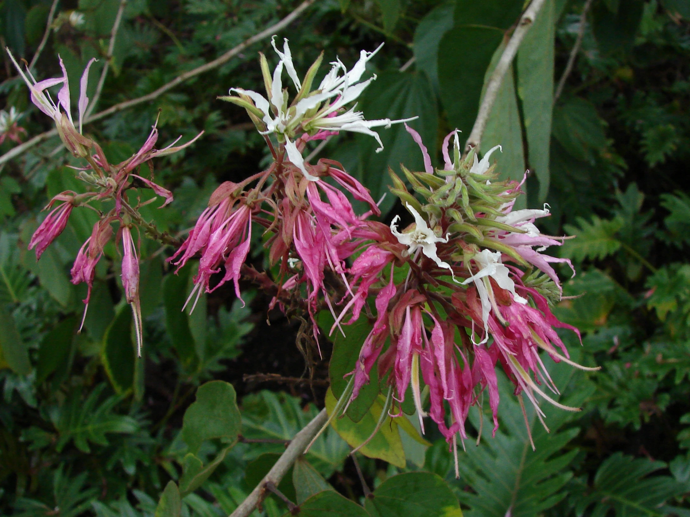 some pink and white flowers and leaves by trees