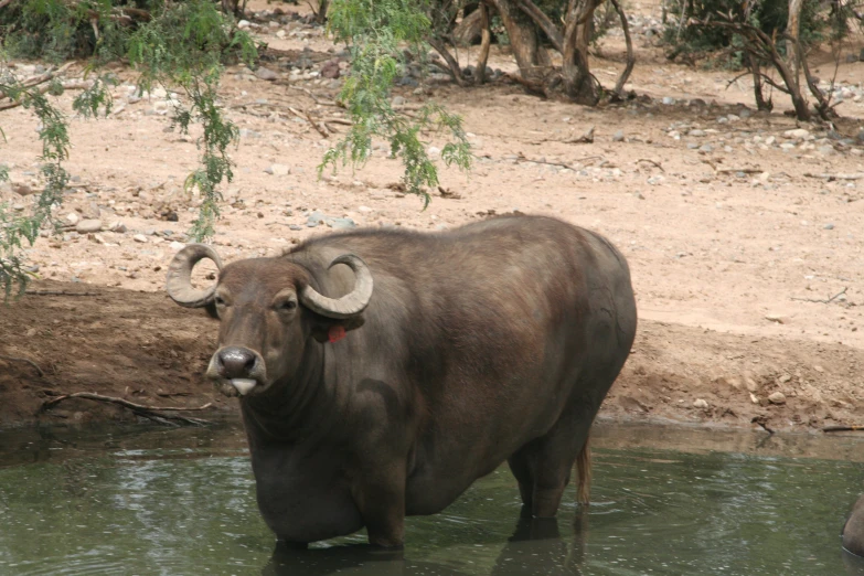 a large bull standing in a body of water