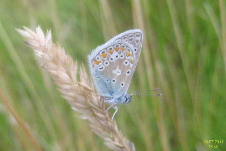 the small blue erfly is perched on top of a flower