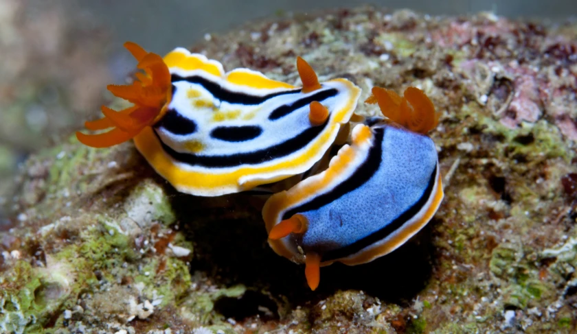 a sea slug with black, white and yellow stripes