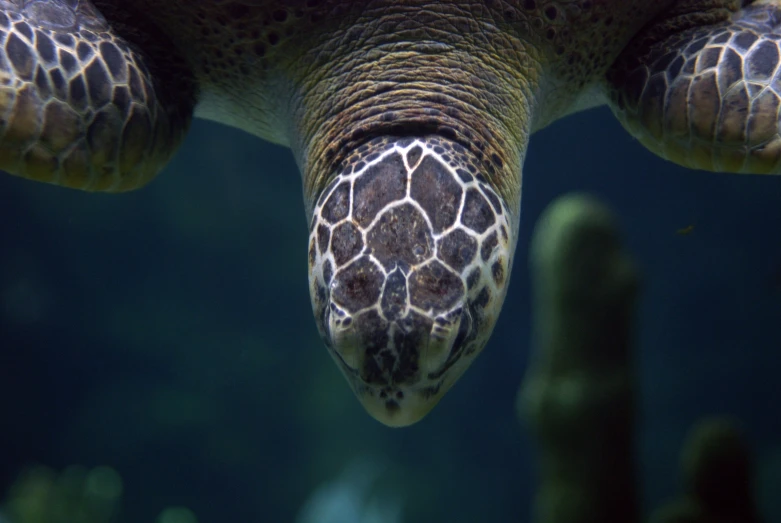 the head of an animal with multiple details