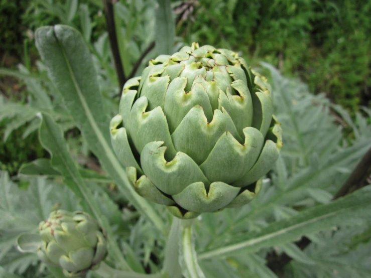 an image of an artichoke plant in bloom