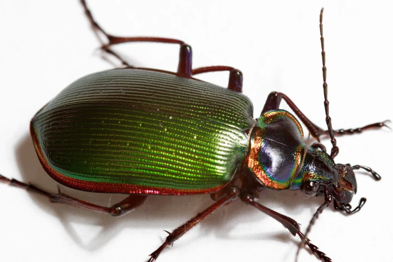 an image of a shiny green bug on a white background