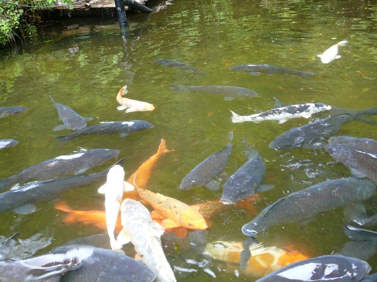 a person is standing on the edge of a pond with a lot of fish