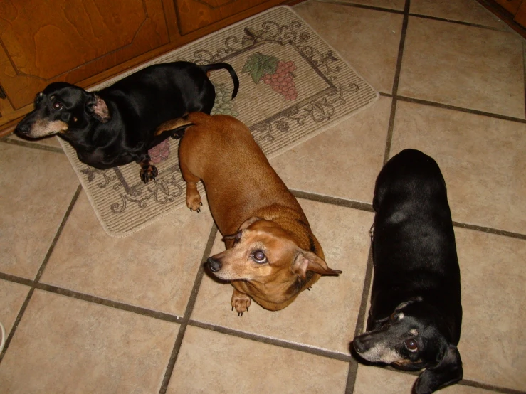 three dogs stand next to each other in the room