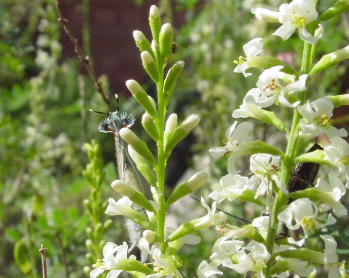 a close up of some flowers and grass