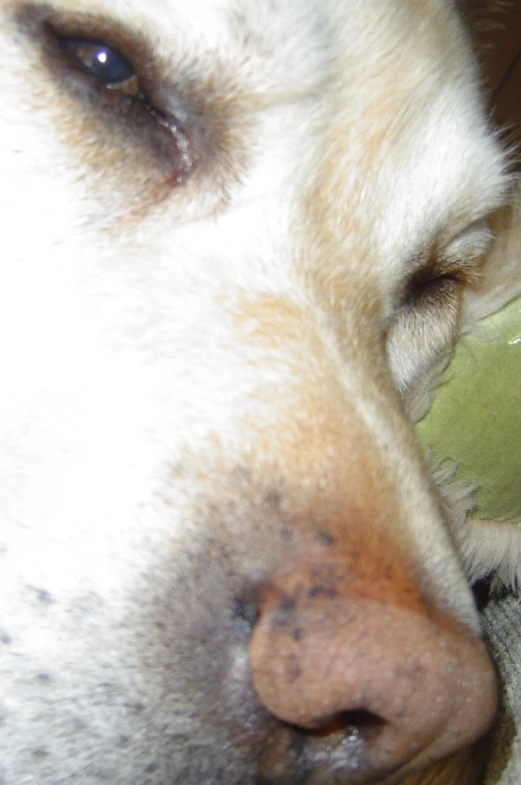 a close up of a dog's face with one eye closed