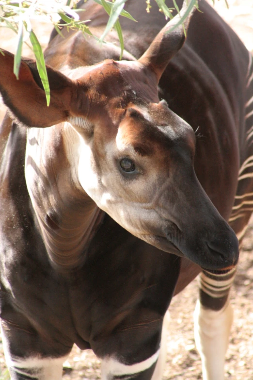 a ze eating grass under a tree while standing in the shade