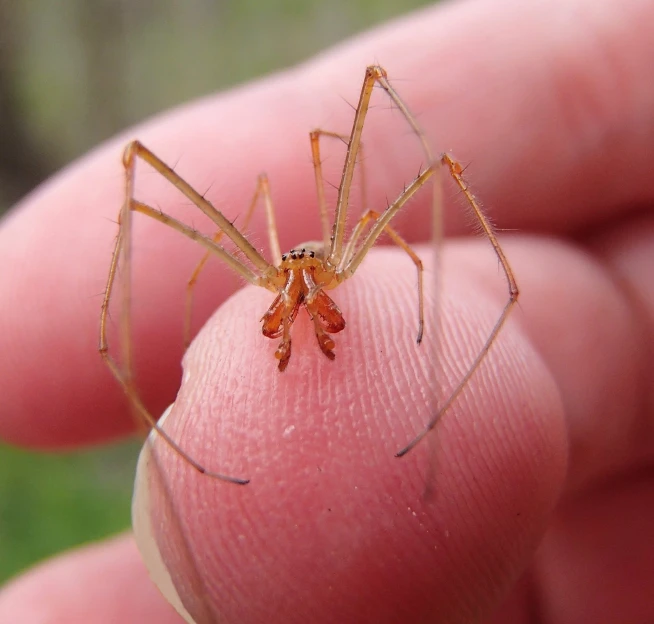 a spider sitting on its finger next to the person