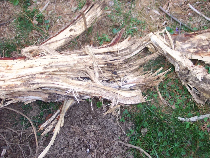 a piece of drift wood sitting on the ground in front of some grass