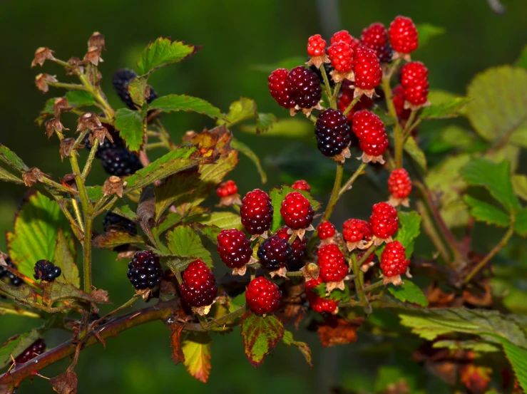 berry bunches with berries growing on tree nches