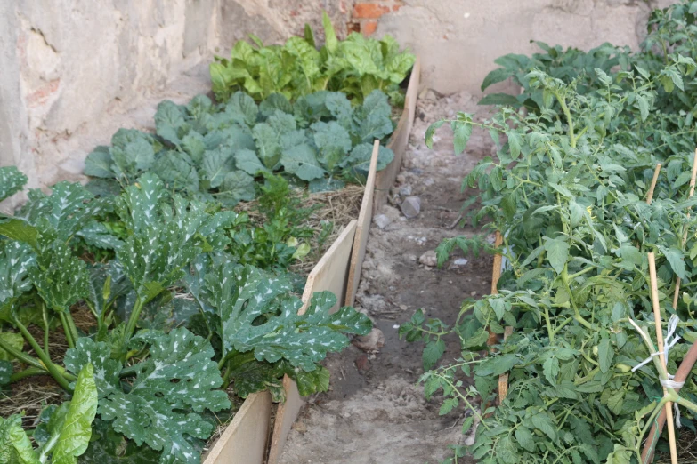 several boxes full of green plants in the dirt